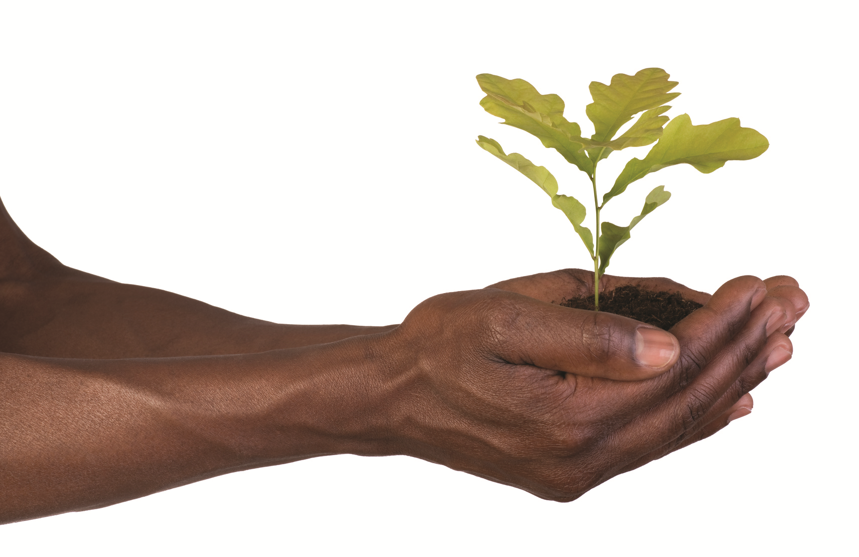 black hands with plant